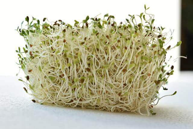 alfalfa tonic for weight gain